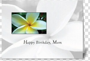 Mom Birthday Single Flower Greeting Card   Frangipani  HD Png Download