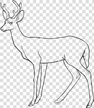 Collection Of Free Fawn Drawing Coloring Page Download   Free Deer Lineart  HD Png Download