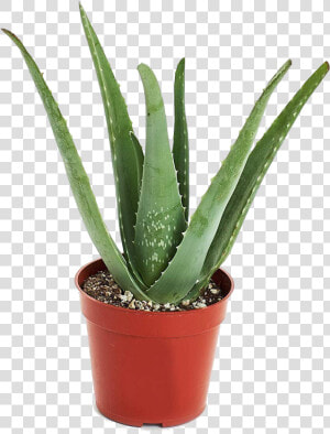 Aloe Vera Plant Png Transparent Image   Aloe Vera Plant  Png Download