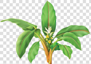 Turmeric Plant Png  Transparent Png