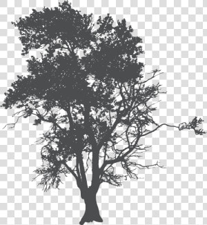 Tree Silhouette Poster   Siluetas De Arboles Para Photoshop  HD Png Download