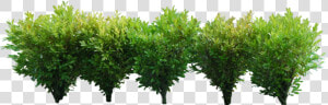 Bushes Png Image  Transparent Png