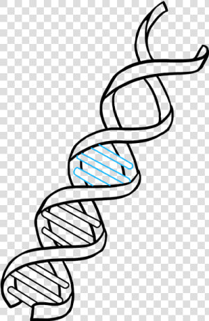 How To Draw Dna   Dna Drawing Easy  HD Png Download