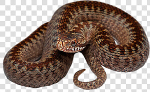 Download Snake Png Transparent Hd Photo   Serpent Png  Png Download