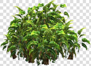 Free Icons Png   Tropical Plantas Plant Png  Transparent Png