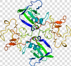 Protein Hgf Pdb 1bht   Hepatocyte Growth Factor Structure  HD Png Download