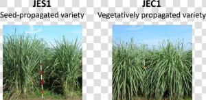 Plant Type Of Erianthus Varieties Jes1 And Jec1   Sweet Grass  HD Png Download