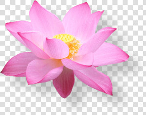 Lotus Flower Png   Hoa Sen Vietnam Airline  Transparent Png