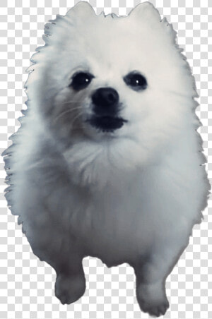 Rip Gabe The Doggo bork On In Heaven  Gabe   Gabe The Dog Png  Transparent Png