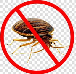 Bed Bug Png   Cockroach Control  Transparent Png