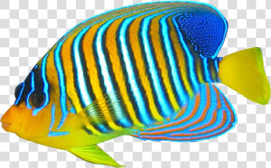 Fishes Png No Background  Transparent Png