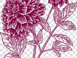 Transparent Yucca Png   Black Dahlia Flower Drawing  Png Download