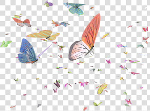 Brush footed Butterfly  HD Png Download