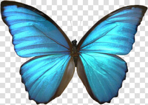 Blue Butterfly Transparent   Blue Morpho Butterfly Clip Art  HD Png Download