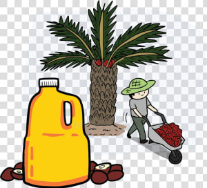 Palm Oil Tree Png Download   Clip Art Palm Oil  Transparent Png