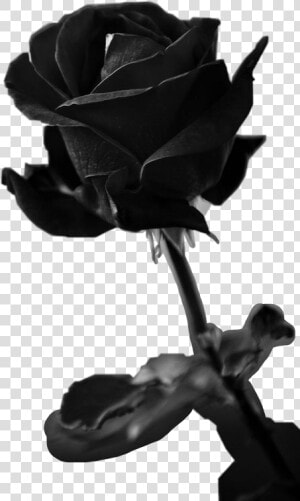  black  rose  freetoedit   Rose Alive Black And White  HD Png Download