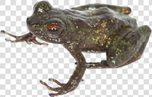 Eastern Spadefoot  HD Png Download