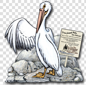 Pete The Pelican   White Pelican  HD Png Download