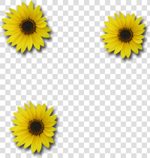 Download Picture Sunflower   Sunflower Free Image Transparent Background  HD Png Download