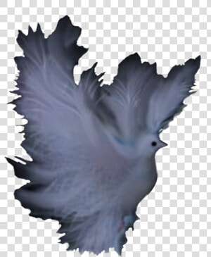 Tree feather leaf   Pigeons And Doves  HD Png Download