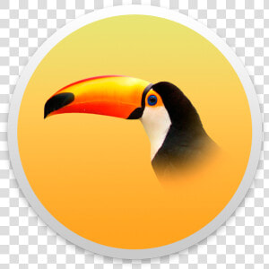 Transparent Background Toucan Png  Png Download