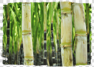 Transparent Sugarcane Png   Sugar Cane  Png Download