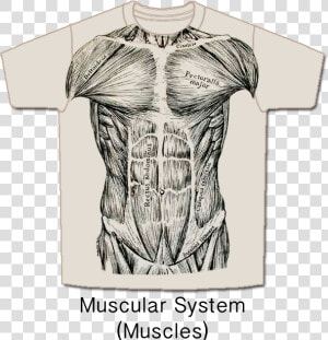 Musc front   Muscle System T Shirt  HD Png Download