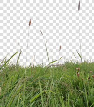 Long Grass Png   Grass Png For Photoshop  Transparent Png