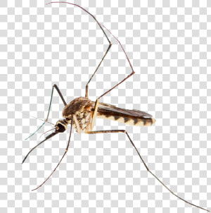 Adobe Mosquito   Mosquito  HD Png Download