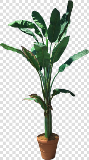 Plant plant Stem banana Family terrestrial Decor   Transparent Banana Tree Png  Png Download