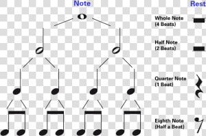 Whole Note Half Note Quarter Note  HD Png Download