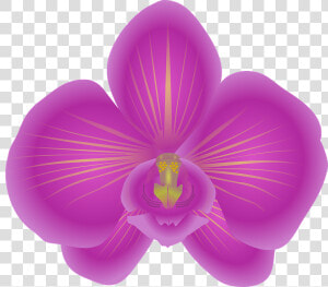 Orchid  Flower  Bloom  Violet   Orchid Clip Art  HD Png Download