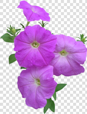 Petunia Flowers Summer Free Photo   Petunia Summer Flowers  HD Png Download