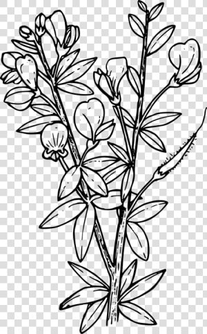 Flower  Plant  Wild  Wildflower   Larkspur Coloring Pages  HD Png Download