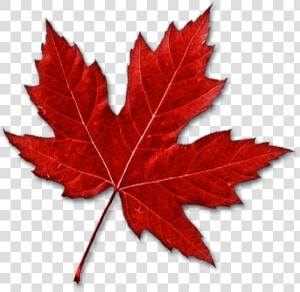 Canada Leaf Png   Real Canadian Maple Leaf  Transparent Png