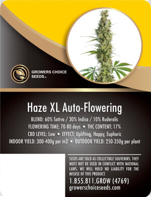 Haze Xl Auto flowering Feminized Cannabis Seeds   Growers Choice Gorilla Glue  HD Png Download