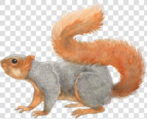 Squirrel Transparent Png File   Fox Squirrel Illustration  Png Download