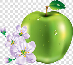 15 Green Apple Png Image Clipart Image   Transparent Transparent Png Green Apple Flowers  Png Download