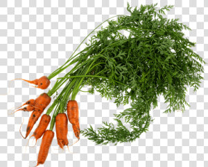 Wonky Carrot   Carrots Plant Png  Transparent Png