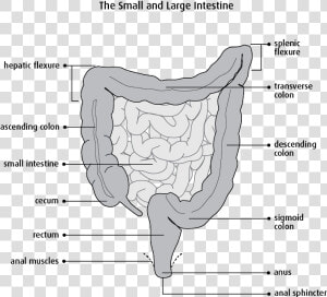 Segmental Resection Of Small Bowel   Png Download   Small Bowel Segmental Resection  Transparent Png