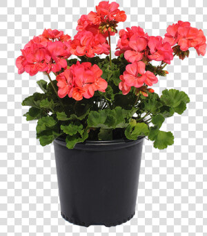 Clip Art Gulley Greenhouse Garden Center   Flowerpot  HD Png Download