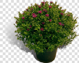 Aster 17cm Pot Productfoto Shadow   Portable Network Graphics  HD Png Download