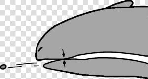 Bone Clip Pebble   Whale  HD Png Download