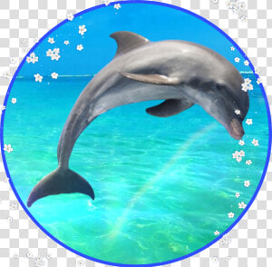  delfin  delphin  toleib  picsart  sticker   Common Bottlenose Dolphin  HD Png Download