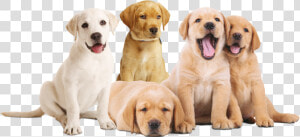 Flagacan Cachorros   Png Download   Cachorros Em Png  Transparent Png