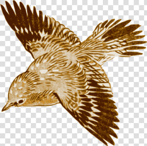 Bird   Brown Bird Flying Painting  HD Png Download