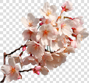 Transparent Sakura Flower Clipart   Cherry Blossom Sakura Png  Png Download