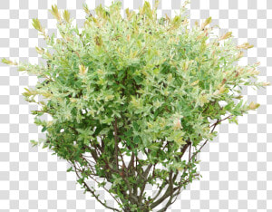 Shrub  Bushes Png Transparent Images   Bush Png  Png Download