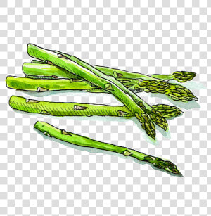 Scallion  HD Png Download