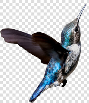  colibri  freetoedit   Violetear  HD Png Download